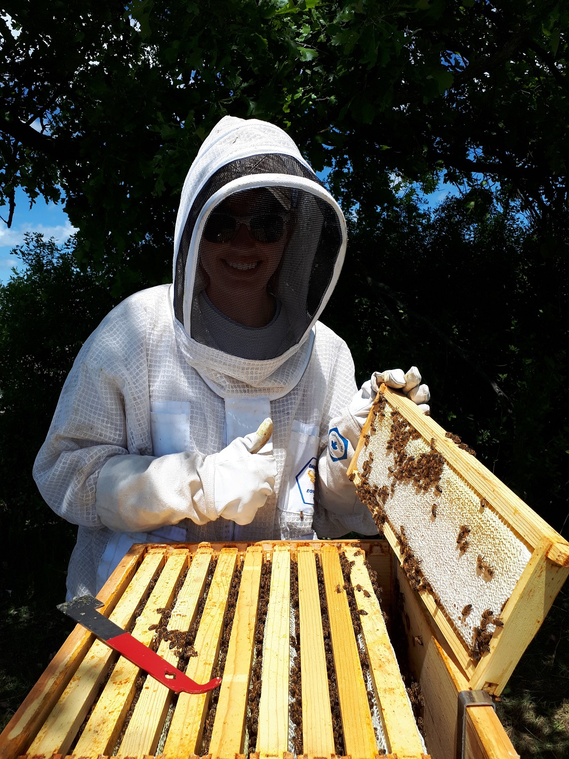 beekeeper holding honeycomb slat
